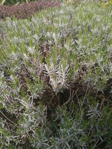 Another photo of Lavender