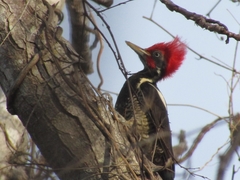 Campephilus