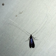 Adela caeruleella