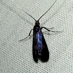 Adela caeruleella