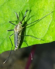Aedes triseriatus