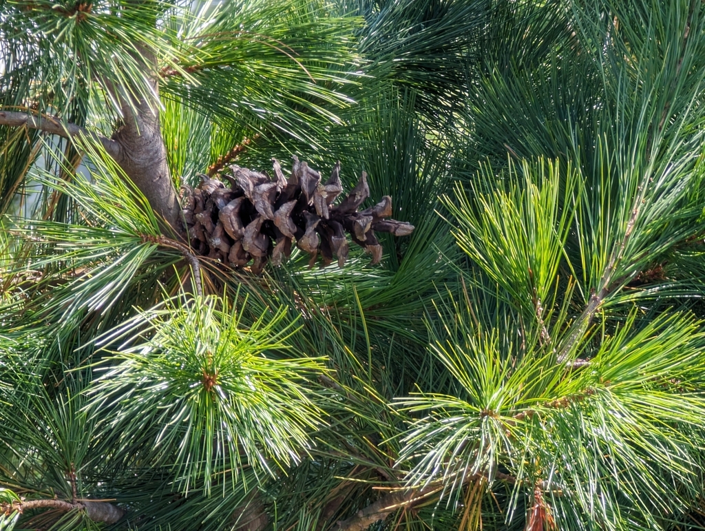 Taiwan white pine
