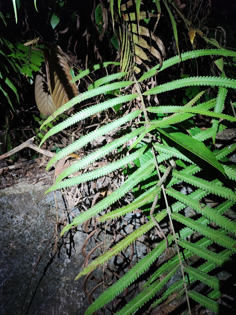 Beautiful Pit Viper