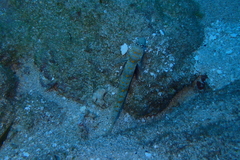 Amblyeleotris guttata