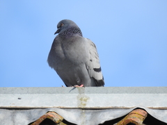 Columba livia domestica