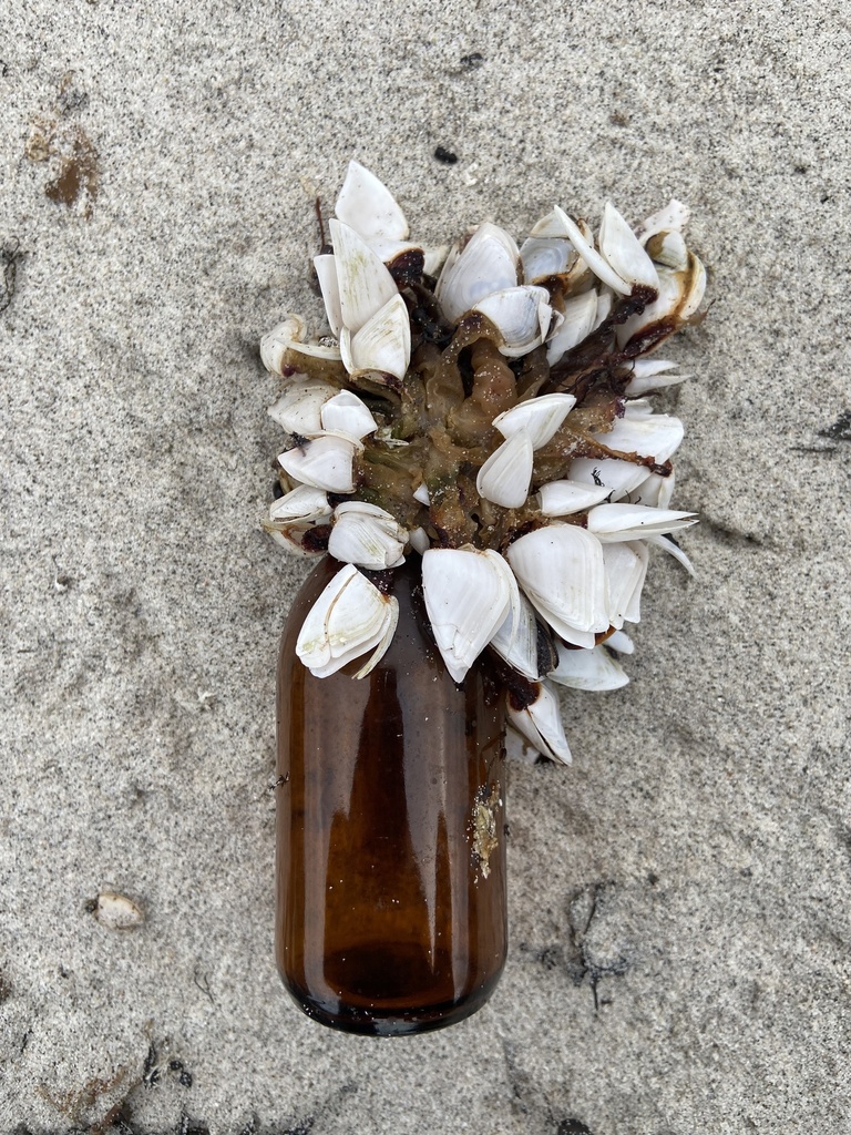 Common Goose Barnacle