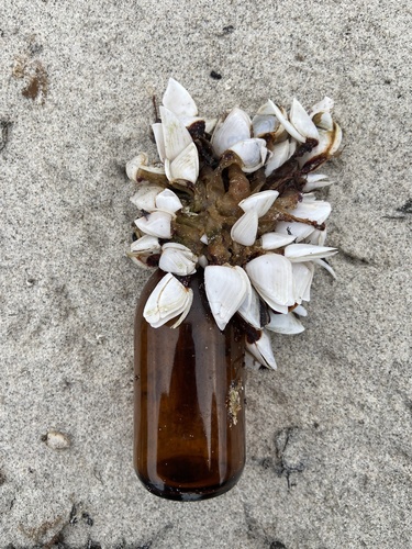 Common Goose Barnacle