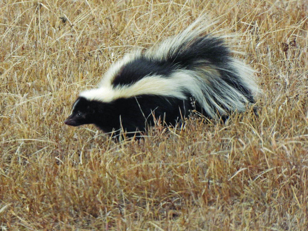 Striped Skunk from Rock County, NE, USA on March 30, 2023 at 10:28 AM ...