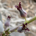 Streptanthus cordatus - Photo (c) Stan Shebs, algunos derechos reservados (CC BY-SA)