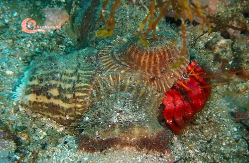Photo of Parasitic anemone (Calliactis parasitica)