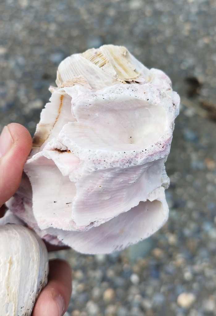 giant barnacle