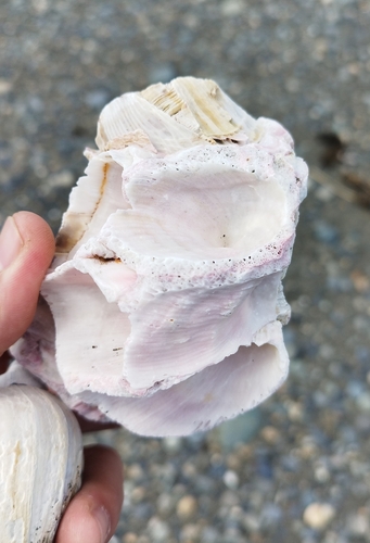 giant barnacle
