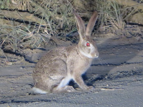 Scrub Hare, photo 3 of 10