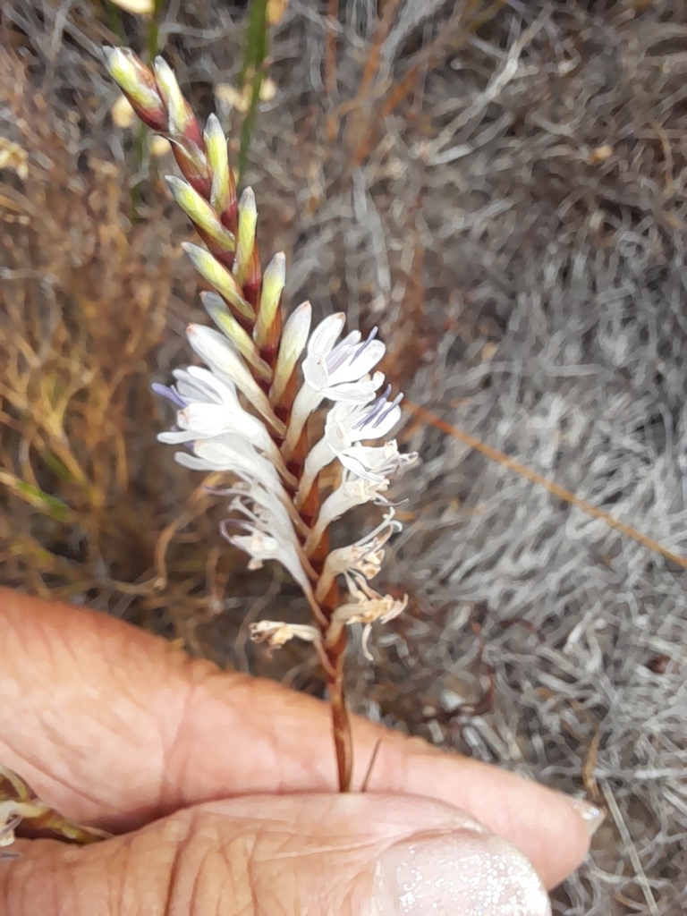 Veinleaf Combflower
