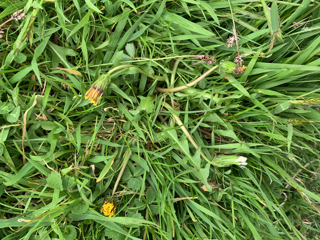 Taraxacum chlorofrugale