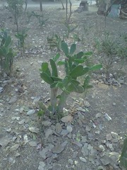 Opuntia cochenillifera