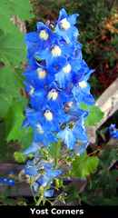 Delphinium ajacis
