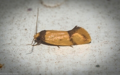 Olbonoma disticta