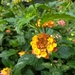 Common Lantana - Photo (c) fpiedra, some rights reserved (CC BY-NC), uploaded by fpiedra