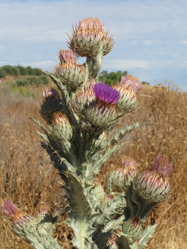 Image of Onopordum nervosum by (c) Milan Chytrý, some rights reserved (CC BY)