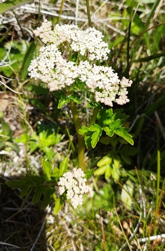 Image of Apium Australe (Apium australe) by no rights reserved