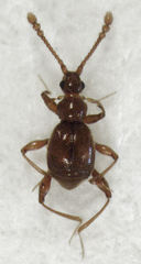 Gerallus punctipennis