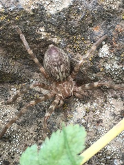 Eusparassus walckenaeri