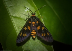 Amata chromatica