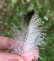 Corvus cornix