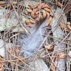 Corvus cornix