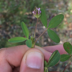 Trifolium ciliolatum