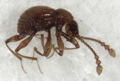 Gerallus punctipennis