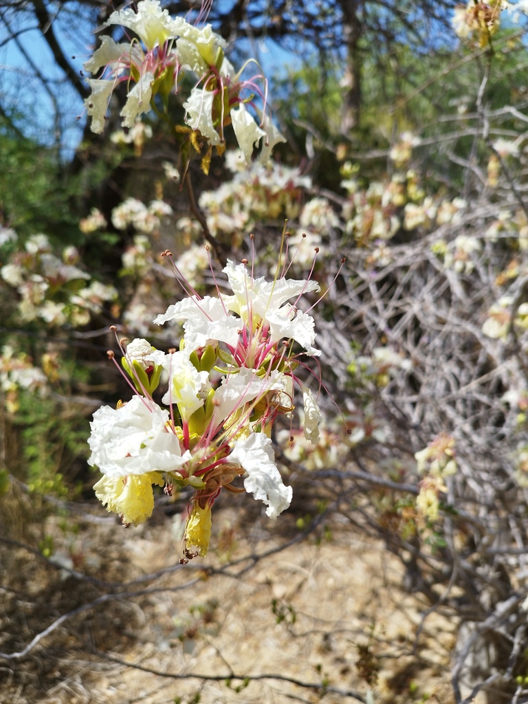 Delonix pumila in November 2023 by fratercula640 · iNaturalist