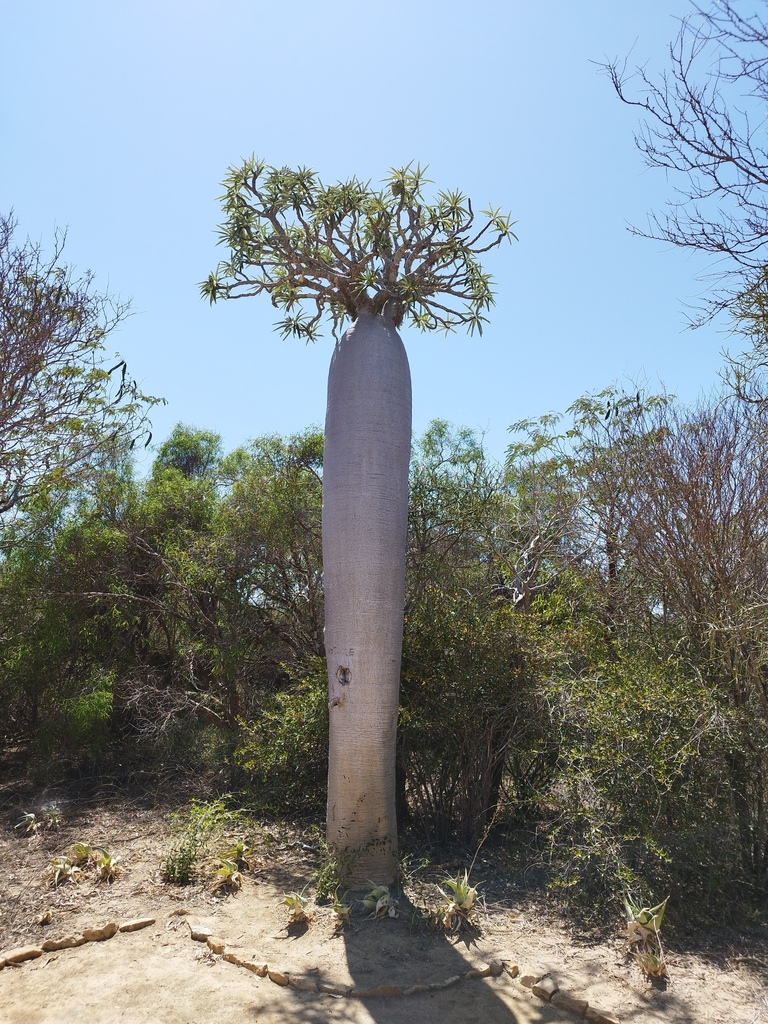 Pachypodium