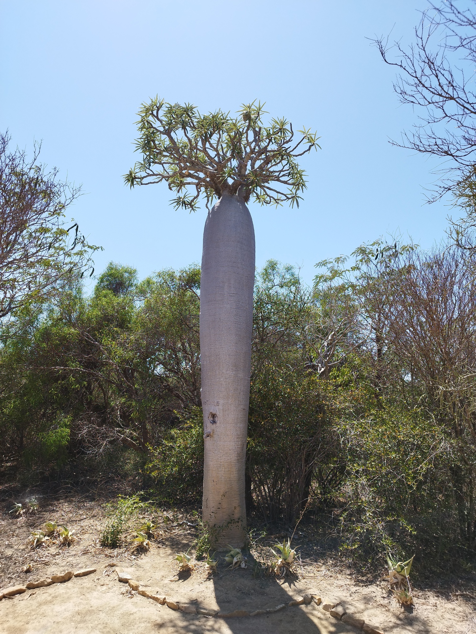 Pachypodium