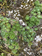 Androsace bisulca