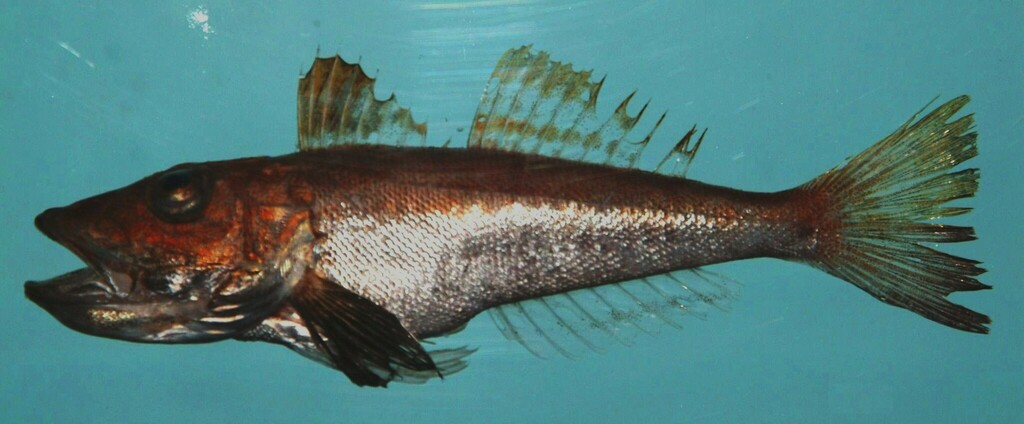 Shortwing Searobin