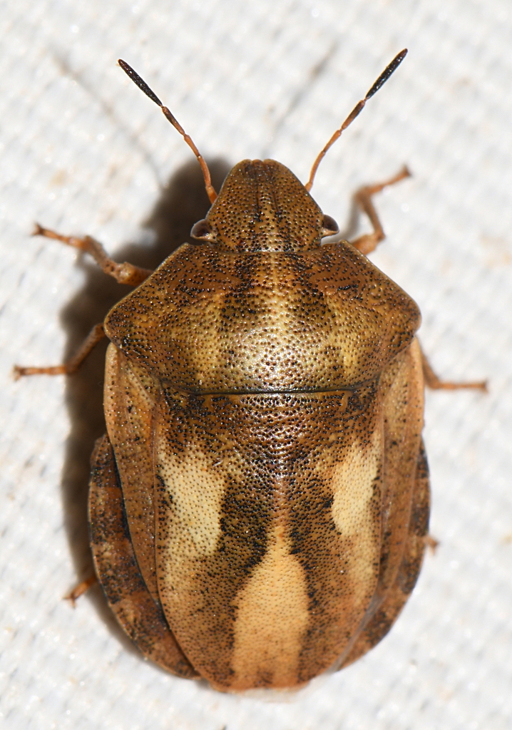 Tortoise Bug from Le Pontet, France on June 20, 2023 at 09:11 AM by ...