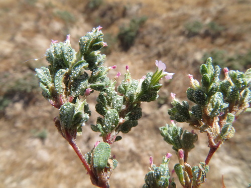 Image of Frankenia pulverulenta by (c) Milan Chytrý, some rights reserved (CC BY)