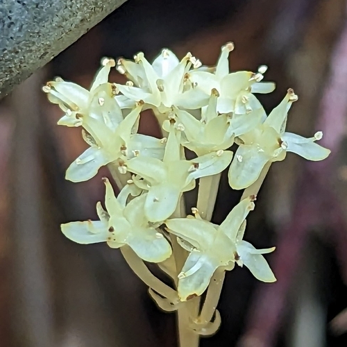 Petrosavia stellaris (Petrosavia stellaris)