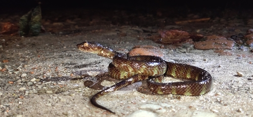 Andaman Pitviper