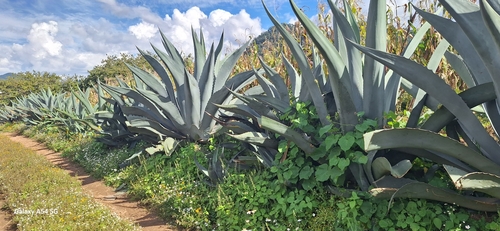 Agave americana iNat (2)