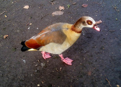 Alopochen aegyptiaca