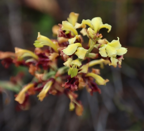 Image of Tritoniopsis parviflora by (c) Tony Rebelo, some rights reserved (CC BY-SA)