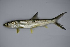 Tenpounder photo 3