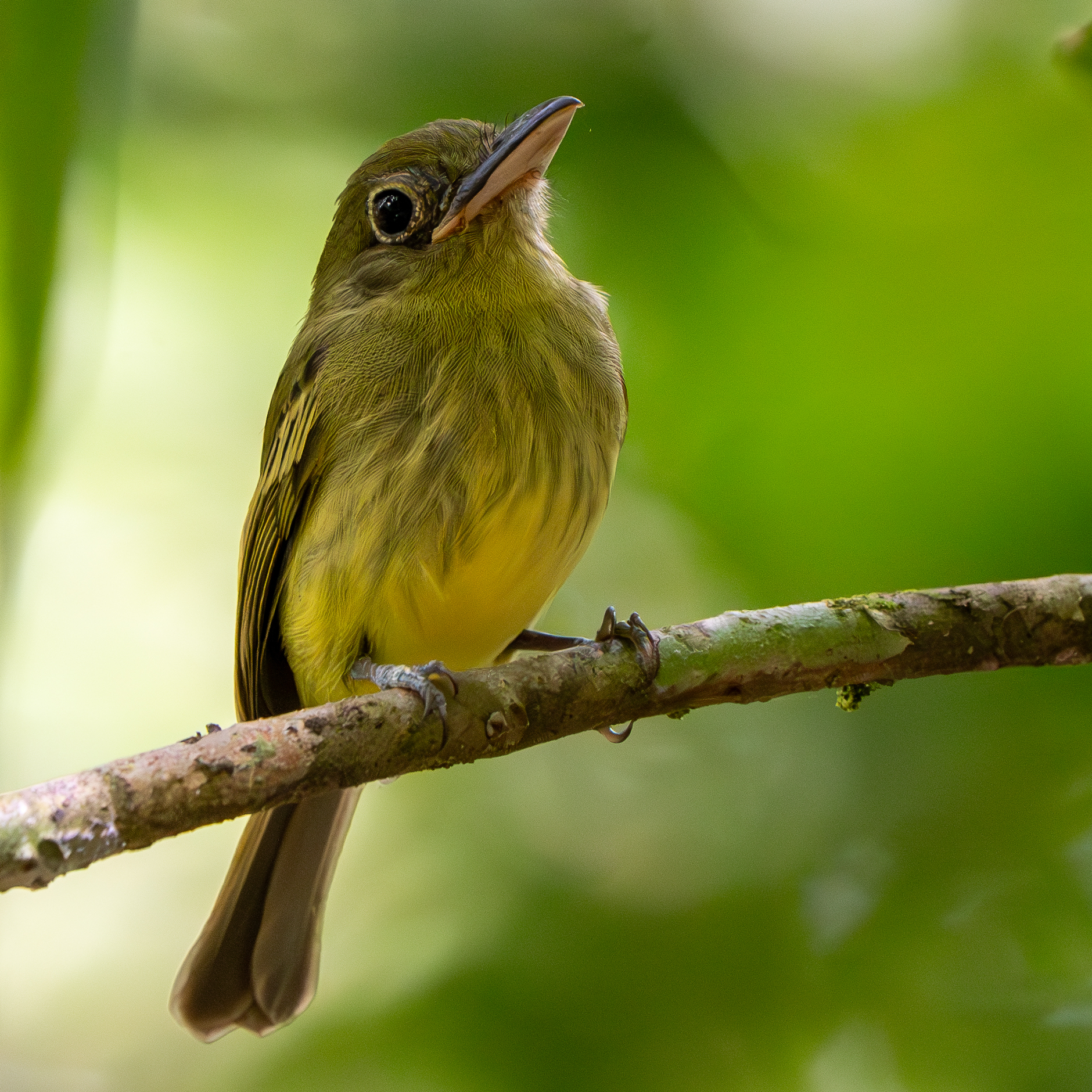 Western Olivaceous Flatbill illustration