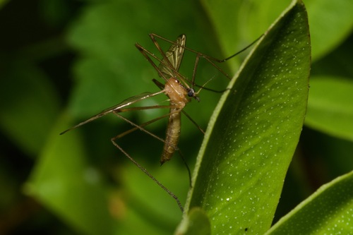 Moerasdriestip, photo 4 of 8