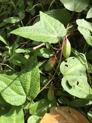 Passiflora capsularis image