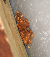 Melinodes detersaria