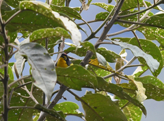 Myioborus melanocephalus